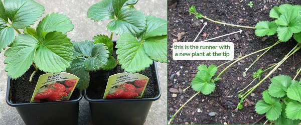 Strawberry plants in pots and plant runners